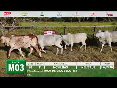 LOTE M03