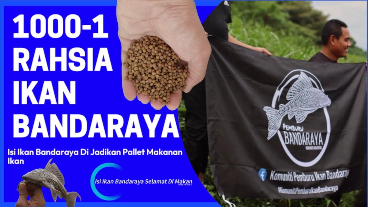 Cara-cara dan Bukti Ikan Bandaraya Di jadikan pallet makanan Ikan atau makanan Haiwan,IKAN SAPU SAPU