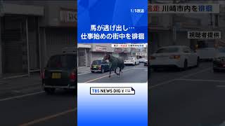 仕事始めの街中を馬が徘徊　明治大学・馬術部の馬が逃走か　警察車両に誘導され無事大学へ戻る　けが人なし　川崎市多摩区｜TBS NEWS DIG　#shorts