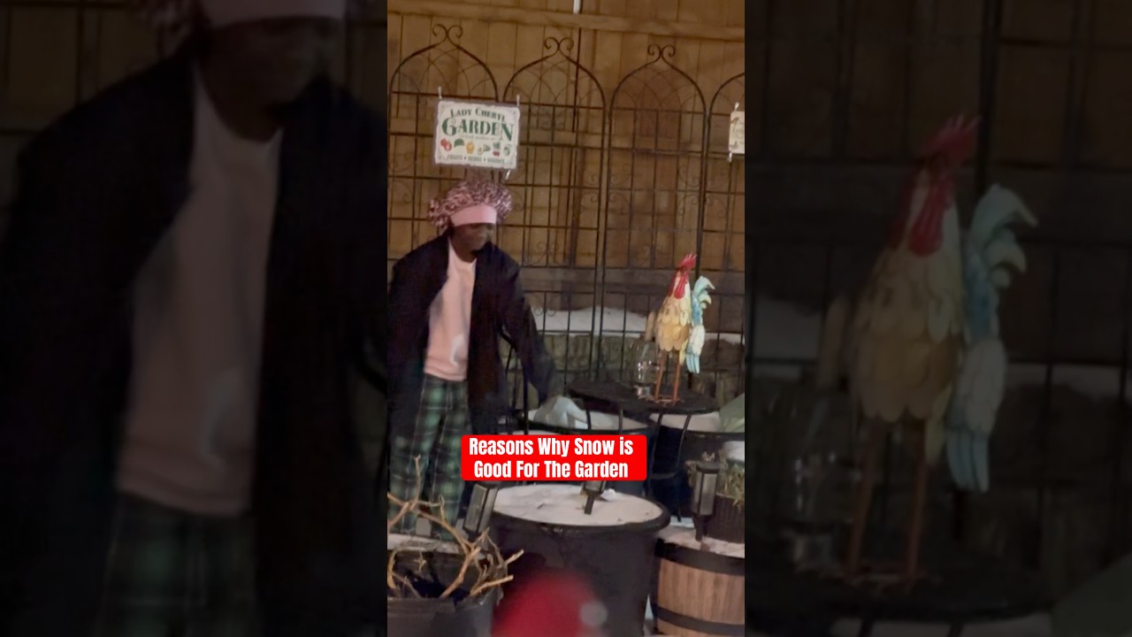 Reasons Why Snow Is Good For The Gardens. It’s 15 Degrees and Will Be Colder Tomorrow!