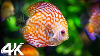 Aquarium 4K VIDEO ULTRA HD 🐠 Beautiful Coral Reef Fish - Relaxing Sleep Meditation Music