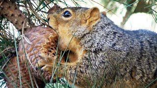 Squirrel's Big Bite of Monterey Pine Cone