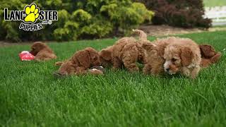 Adorable Mini Poodle Puppies
