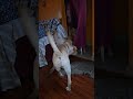 SimbaЁЯР Ku Oru BayamЁЯШ ЁЯе Enanu TherilaЁЯдФЁЯд тАНтЩАя П Goldenretreivers SimbaЁЯР Ku Oru BayamЁЯШ ЁЯе Enanu TherilaЁЯдФЁЯд тАНтЩАя П Goldenretreivers