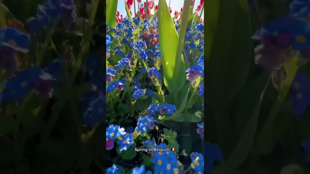 Spring Belgium 🇧🇪