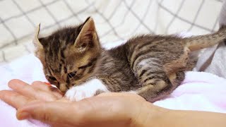 Adorable kitten who is crazy about sucking fingers [Please turn on subtitles to watch]