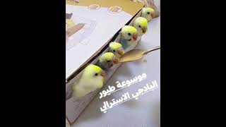 اطعام طيور البادجي يدويا طريقة حديثةFeeding the Budgie Birds / Budgie Chicks / Muhabbet  kuşlar