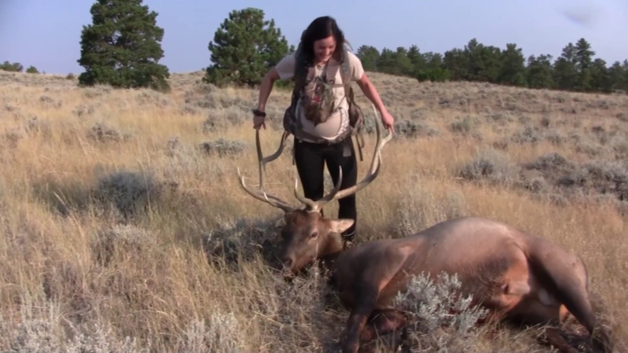 DIY Public Land 2017 Wyoming Archery Elk Hunt YouTube