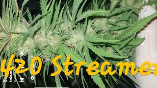Assassin's Creed Black Flag Resynced,go'n for 100%competition 420 streamer, feel free to chat,commen screenshot 1
