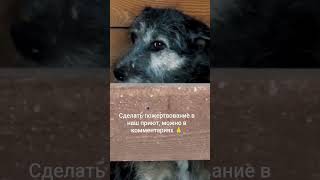 РЕКВИЗИТЫ В ШАПКЕ ПРОФИЛЯ. Не будьте равнодушными… #рек #рекомендации #помощьбездомным #приют
