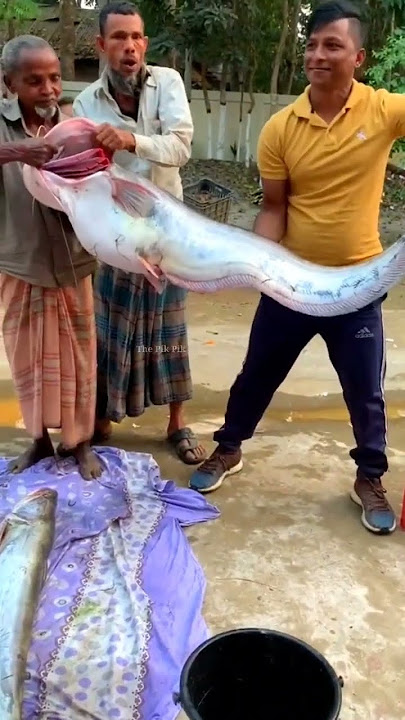 😱OMG😱 100Kg boal fish of large size || Fish hunting | Catching the big boal fish #shorts #shortvideo