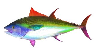 Spinning Tuna (Rainbow Version) 10 HOURS