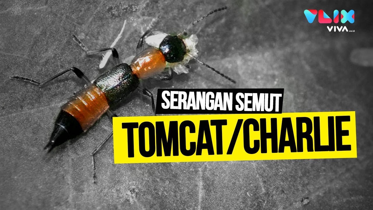 Ubat Gigitan Semut Charlie - Jurupulih h