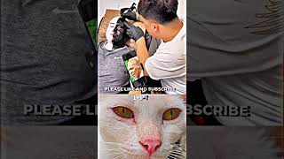 Cat ❣️😙 Resimi