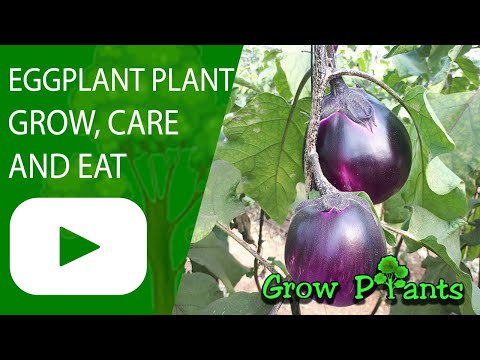 Eggplant plant - grow, care & harvest (Eat Fresh Eggplants )