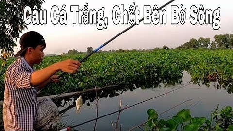 Câu Cá Trắng và Chốt Bên Bờ Sông Vàm Cỏ Đông