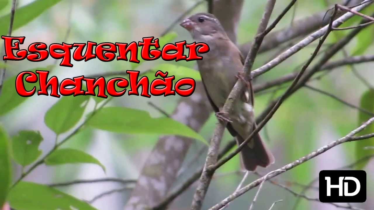 Chanchão Canto para esquentar - 2 Horas