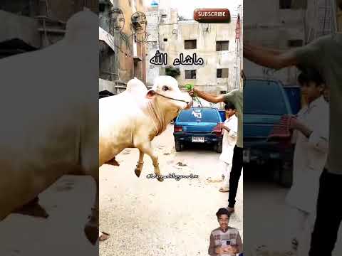 🌹 Mashallah🥀Allah 🕋🌹 Subhan✨💐🥀 #bakraeid #eid #bakra #qurbani #cow #animals #goat #bari #camel #eid