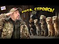 Армія котиків