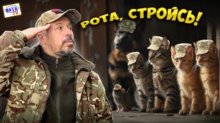 Армія котиків