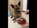 Can't resist these QQ Sausages! 🐕🥓 - Dog Snacks Unleashed