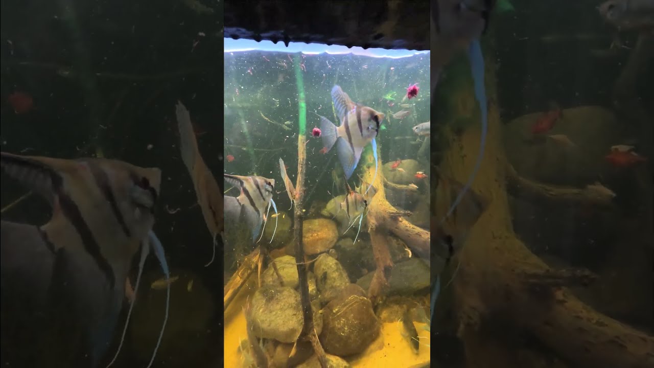 Feeding an Entire Pack Blood worms to my 1200 Gallon Amazon Community Aquarium