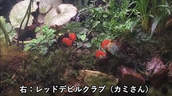 レッドデビルクラブ Youtube