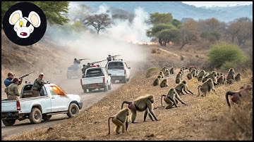 Tragic ! Baboon Hunting - The Harsh Reality Of Controlling Baboons In Rural South Africa