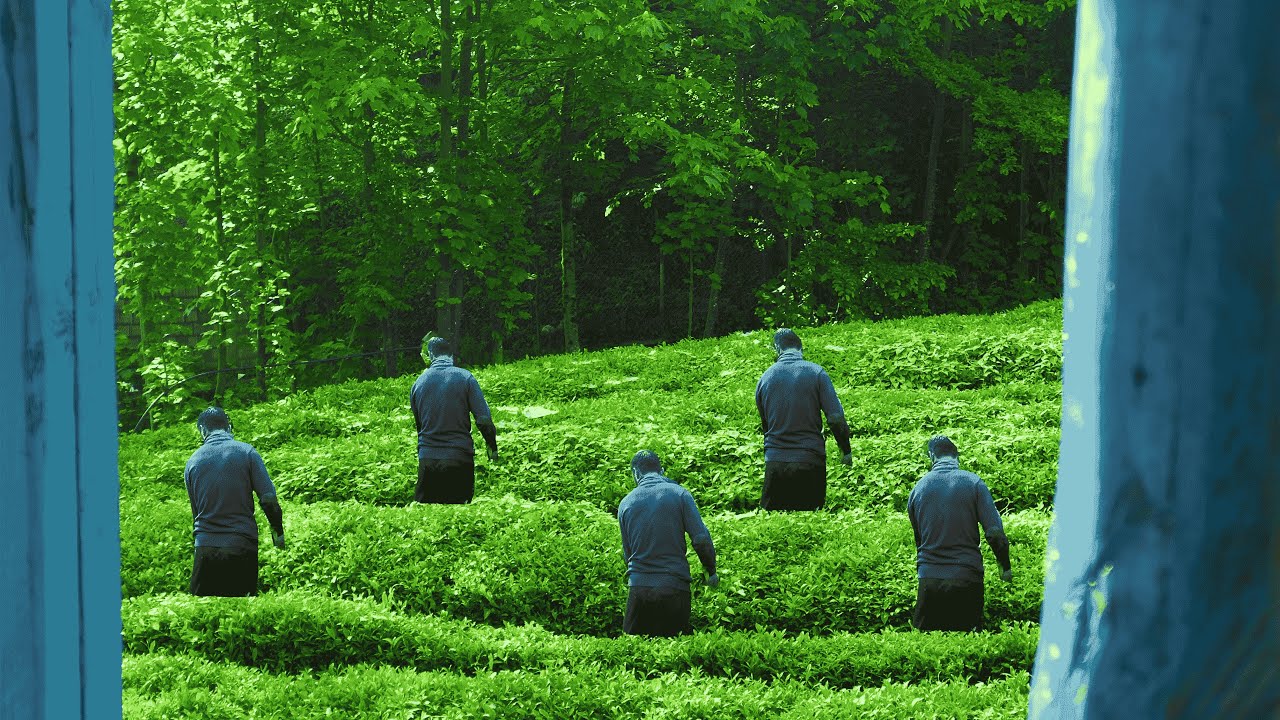 Traditional Techniques of Persian Tea: Cultivation and Processing Insights