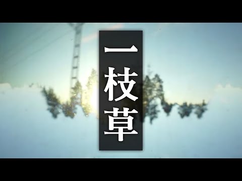 百合花 - 一枝草