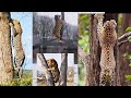 Which big cat is the best tree climber leopard or tiger or lion or jaguar 