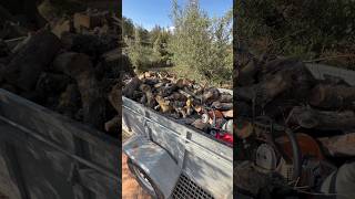 Remolque lleno de leña de olivo #agri #olivar #agricultura #shortvideo #olivo #agriculture #viral