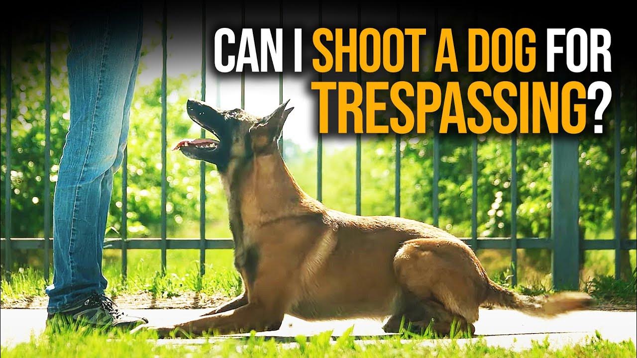 Can I Shoot A Dog For Trespassing? YouTube