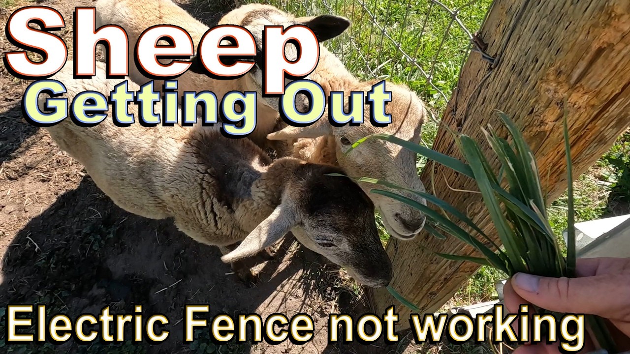 Hair Sheep Getting Out Electric Fence Not Working YouTube hair-sheep-getting-out-electric-fence-not-working-youtube