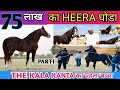 kala kanta ka phela बच्चा  HEERA 75 लाख  ka | मारवाड़ी घोड़ा हीरा | Beniwal STUD FARM | PART- 1