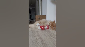 wow my Siberian cat is CRAZY about his new catnip toy