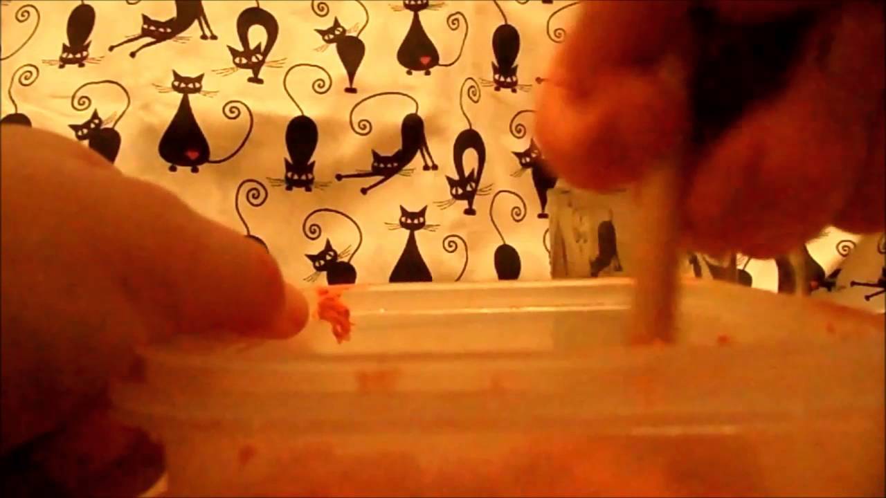 Jak zrobić jedzenie dla lalki reborn, baby born itp...