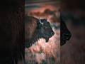 Bison Wildlife Photography at Antelope Island in Utah