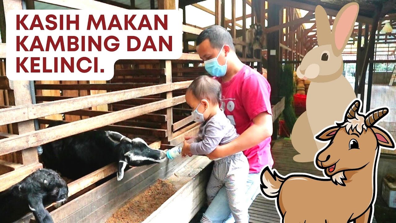 KASIH MAKAN KAMBING DAN KELINCI | Kuntum Farm Field | Yaya Daily Vlog