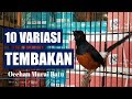 kompilasi 10 VARIASI TEMBAKAN murai, Murai batu Fighter diJAMIN NYAUT Emosi   !!!