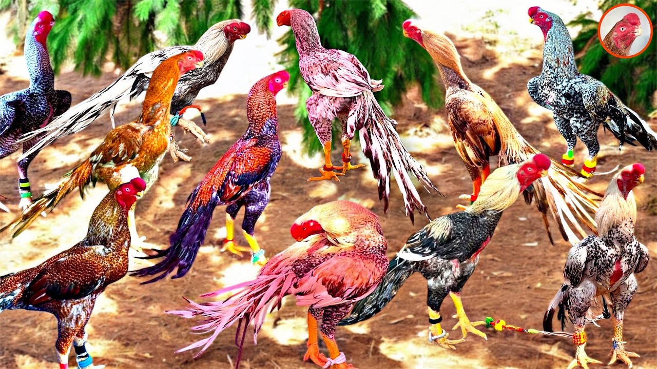 India’s Largest Aseel Rooster Expo 2025 | Featuring 38 Rare Keeri Parrot Beak Long Tail Chickens