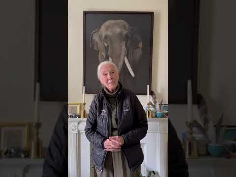 Sister Jane Goodall's Message to Union of the Condor, Hummingbird, Quetzal, and Eagle in Palenque.