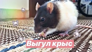 Выгул крыс/крысюши гуляют на балконе 🐭🐭🐭🐭❤️ Выгул крыс/крысюши гуляют на балконе 🐭🐭🐭🐭❤️