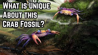 What is Unique about this Crab Fossil?