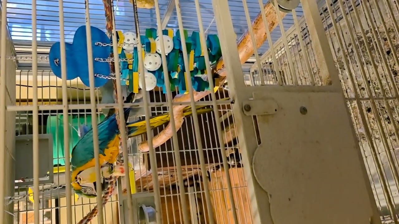 Will akela like her new toy? @whiskermayhem 🦜😄