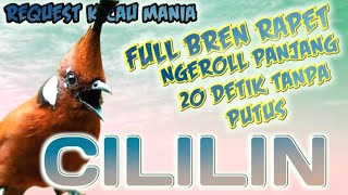 ROLL BREN PATAS‼️CILILIN NGEROLL PANJANG 20 DETIK TANPA PUTUS || MASTERAN CILILIN PANJANG JERNIH