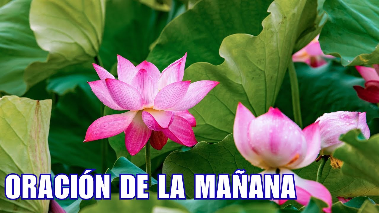 ORACIÓN MATUTINA : Cómo el PADRE NUESTRO TRANSFORMA tu VIDA - YouTube