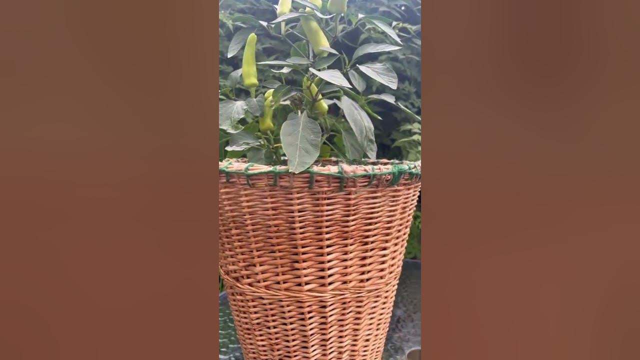 Wicker basket broken, don’t throw it away, here is the simple way to