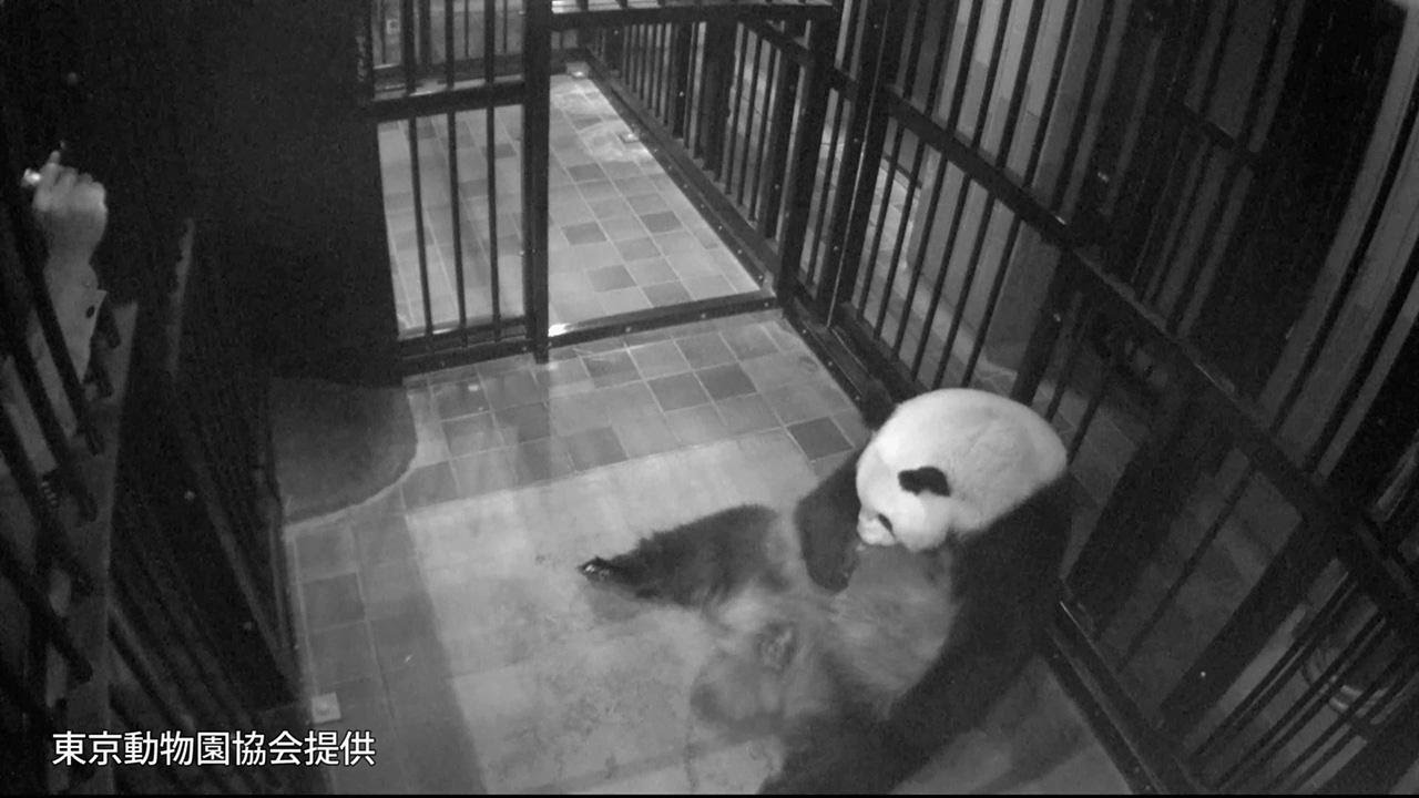 赤ちゃんを産んだ上野動物園の母親パンダ シンシン 生後２日目の様子 Youtube