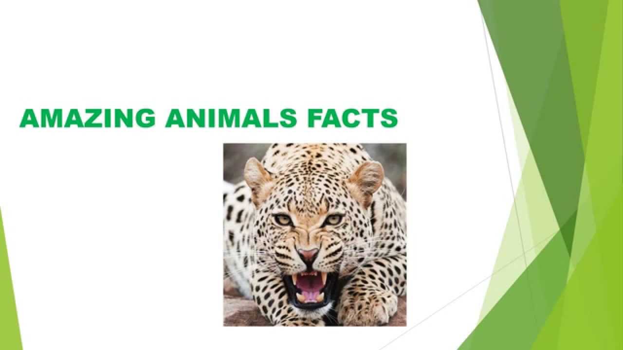 Ridiculous animal laws YouTube